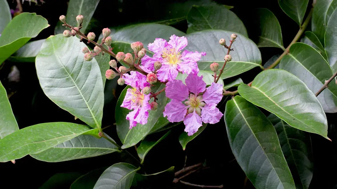 Banaba leaf