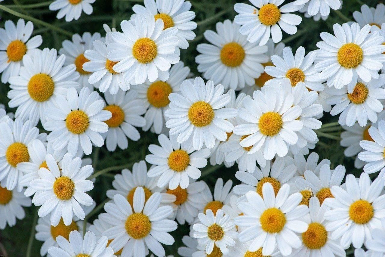 Chamomile extract