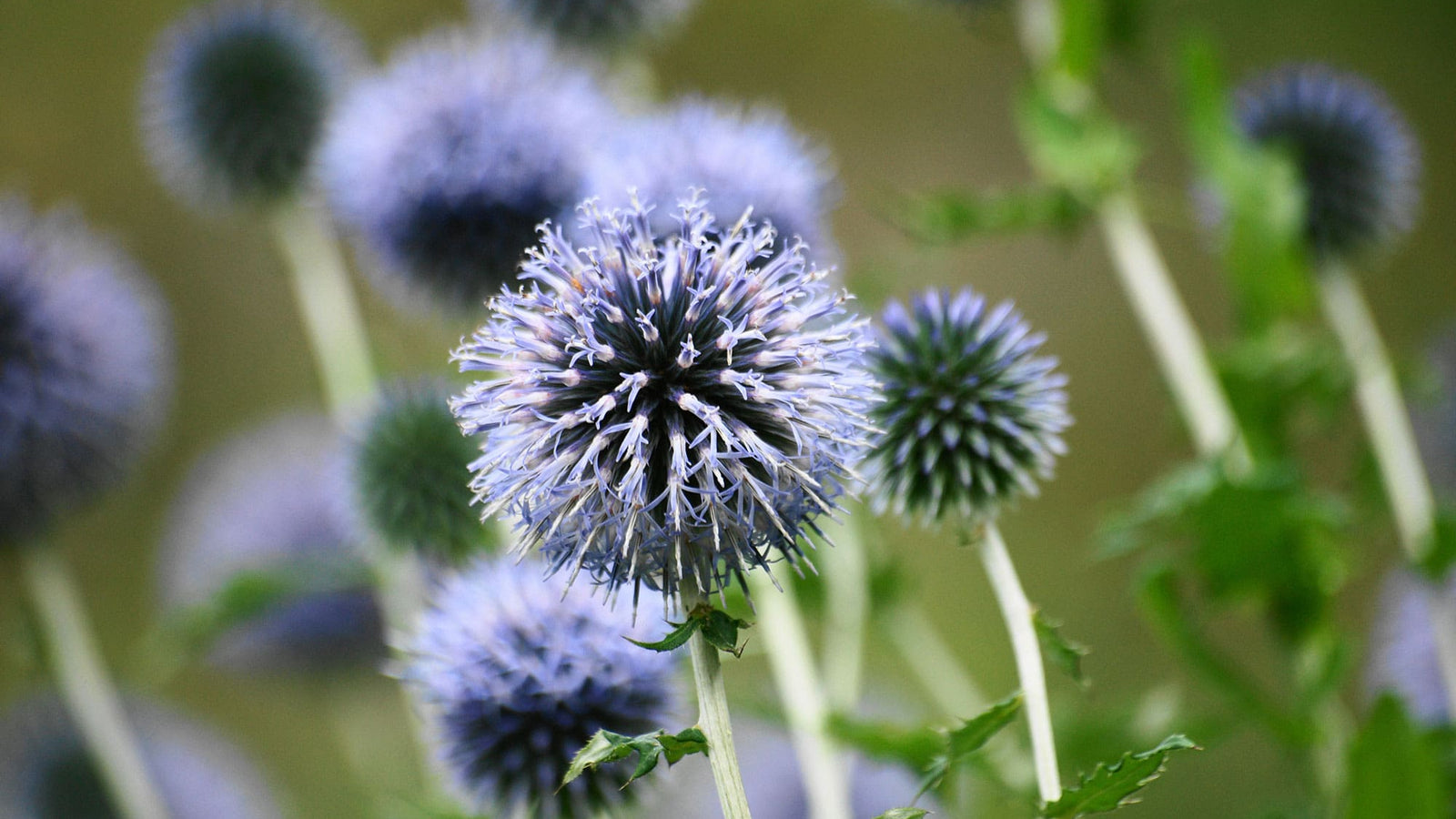 Milk thistle