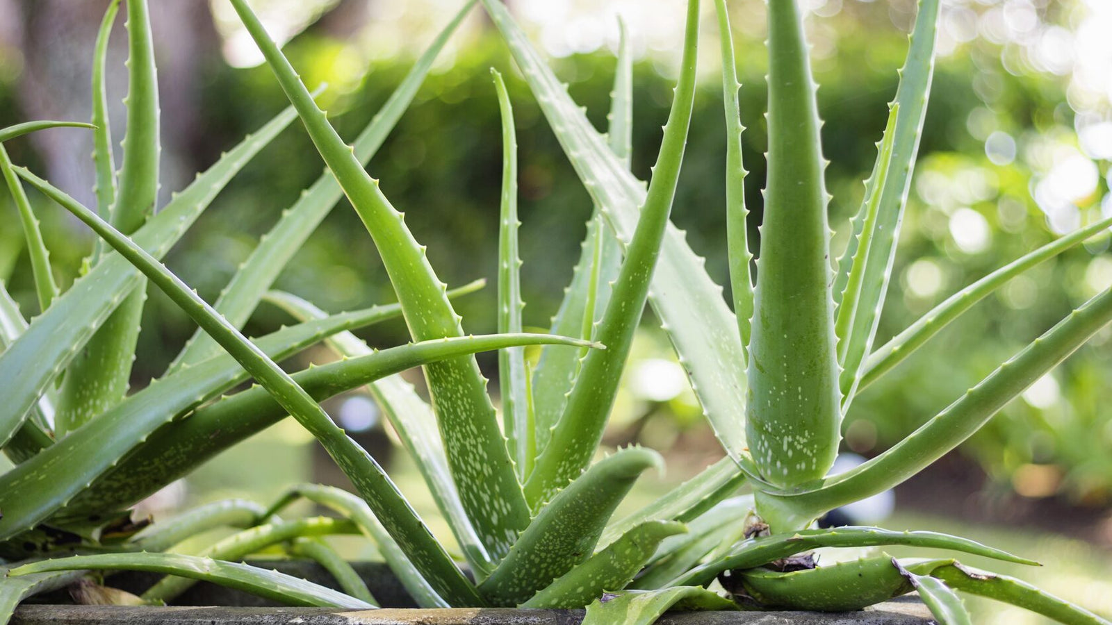 Aloe vera