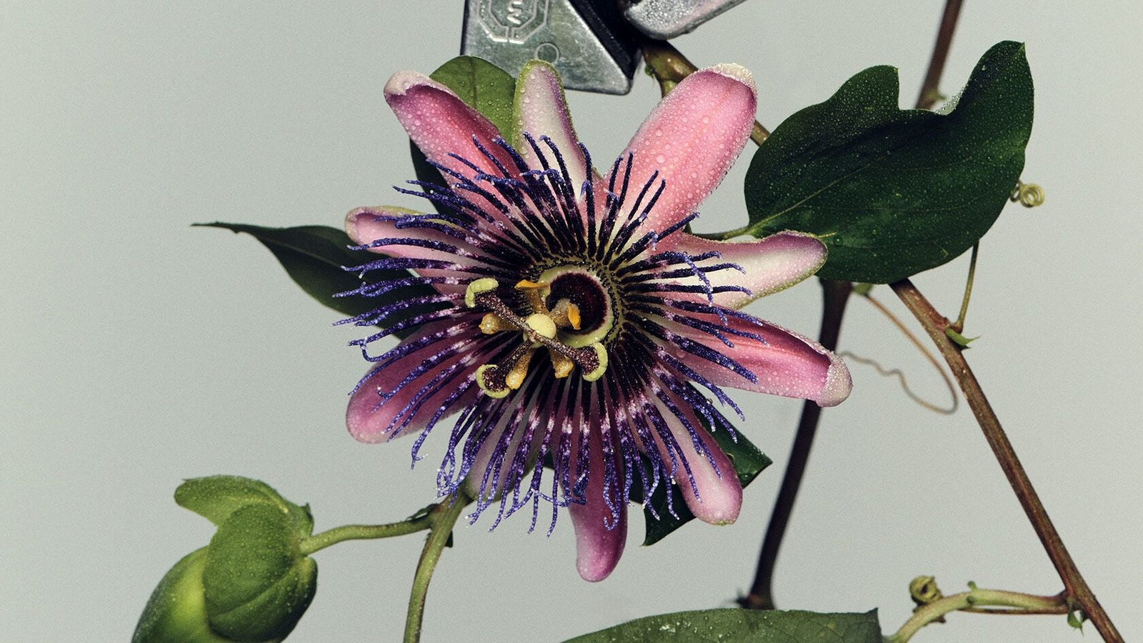 Passion flower extract